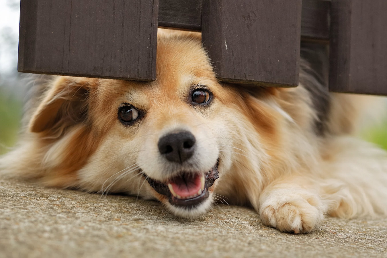 Pet and dog fencing in Foster City, CA